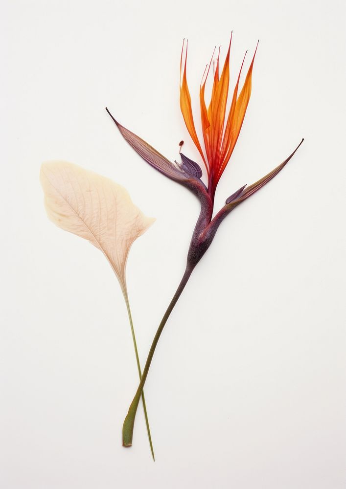 Real Pressed a Bird of paradise flowers plant petal leaf.