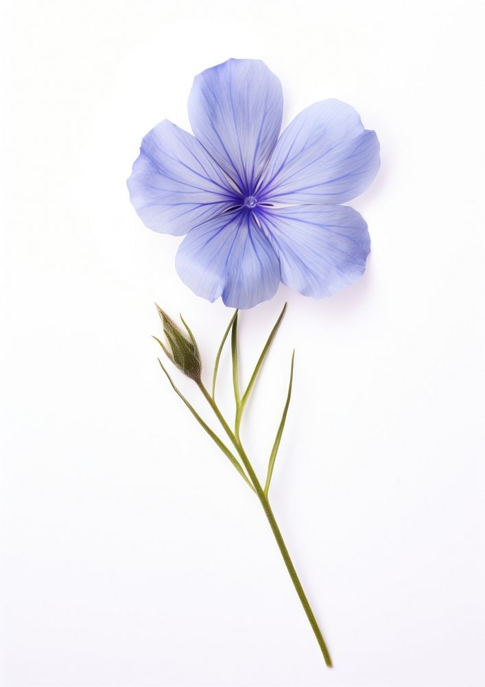 Real Pressed a Blue flax flower petal plant blue.