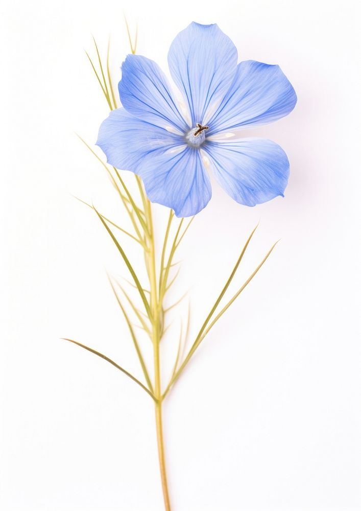 Real Pressed a Blue flax flower petal plant herb.