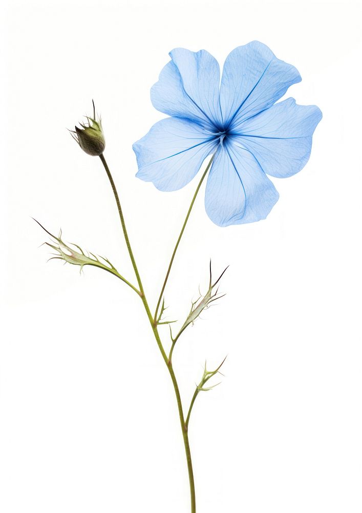 Real Pressed a Blue flax flower petal plant blue.