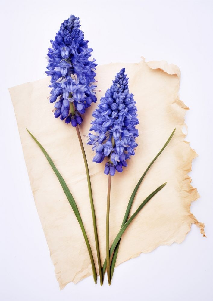 Real Pressed a hyacinth flowers lavender blossom plant.