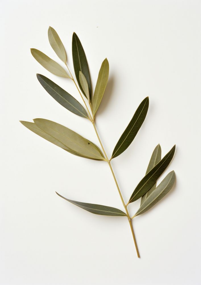 Real Pressed a olive leaf flower plant herbs.