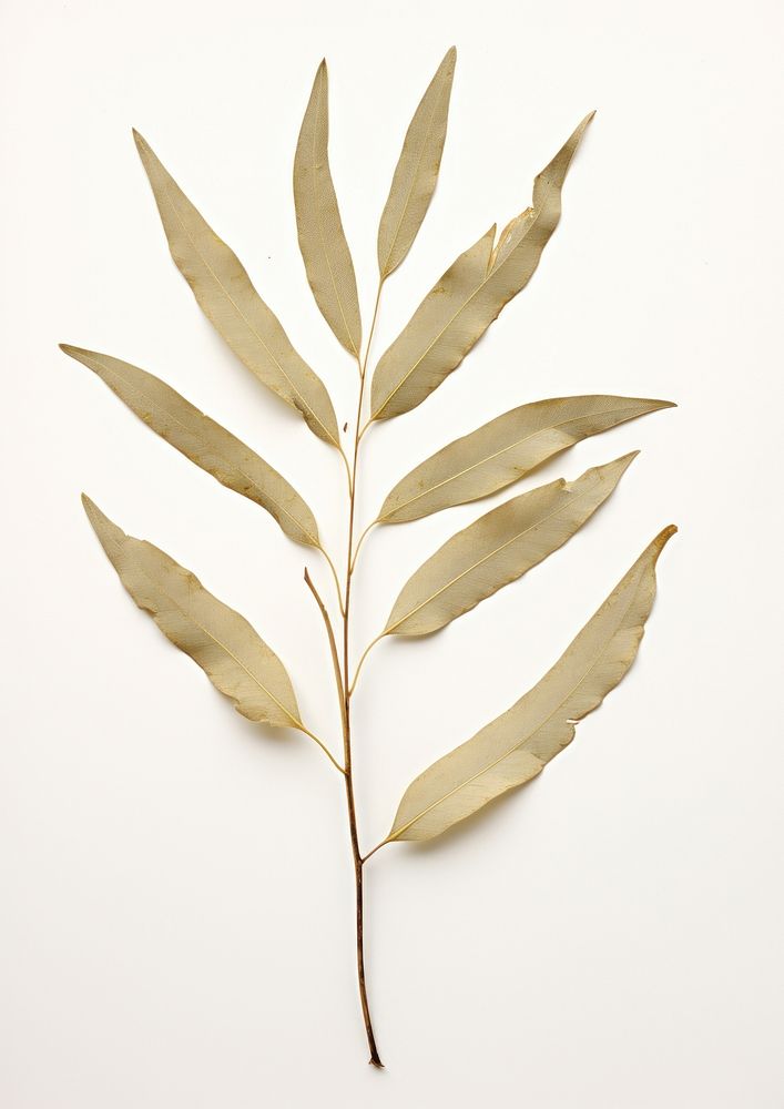 Real Pressed a olive leaf plant branch nature.