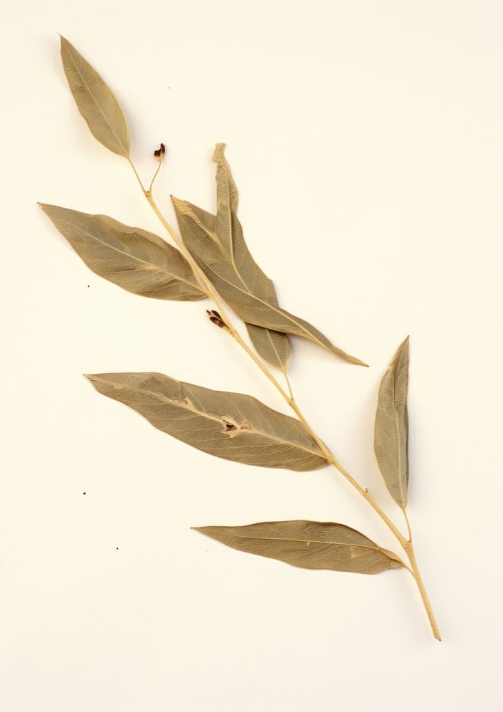 Real Pressed a olive leaf plant herbs branch.