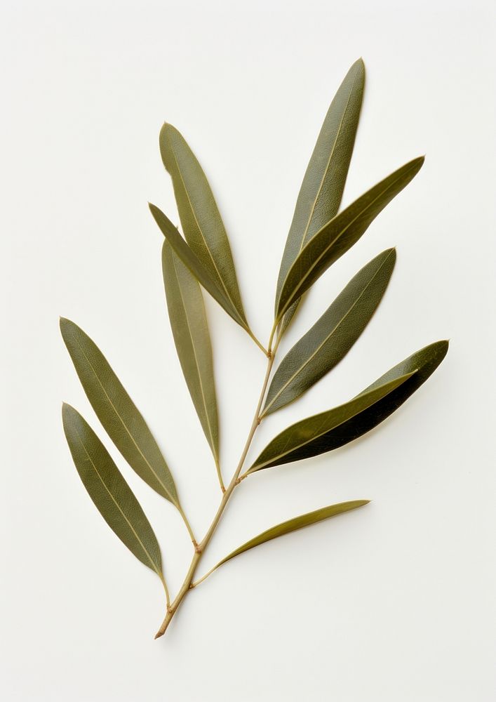 Real Pressed a olive leaf plant herbs tree.
