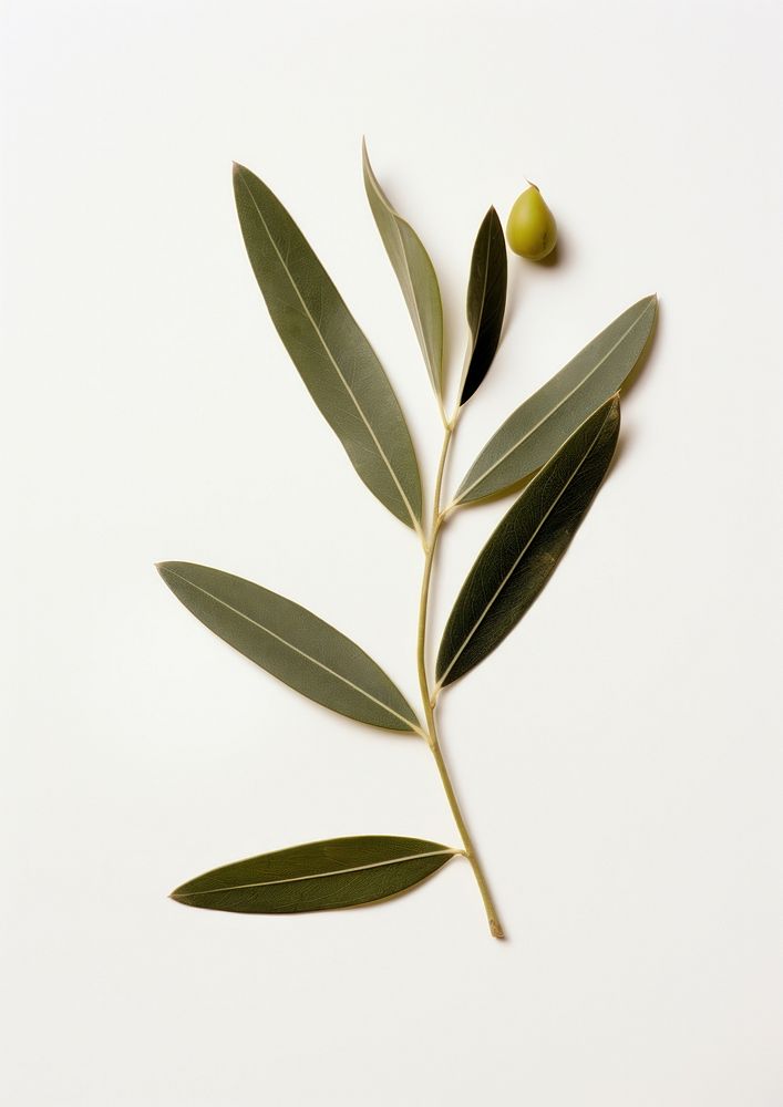 Real Pressed a olive leaf plant herb vegetable.