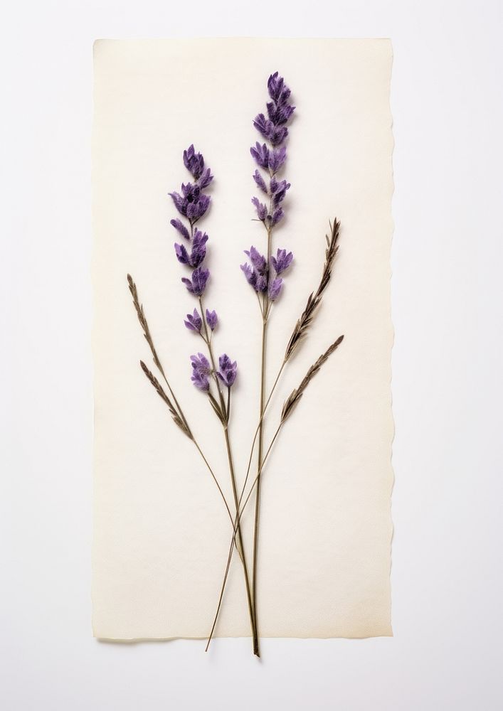 Real Pressed a lavender flower plant paper.