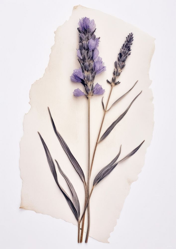 Real Pressed a lavenders flower blossom plant.