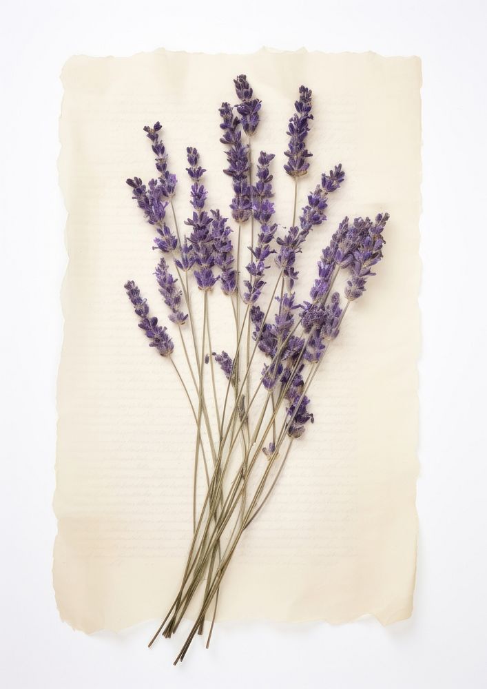 Real Pressed a lavenders flower plant paper.