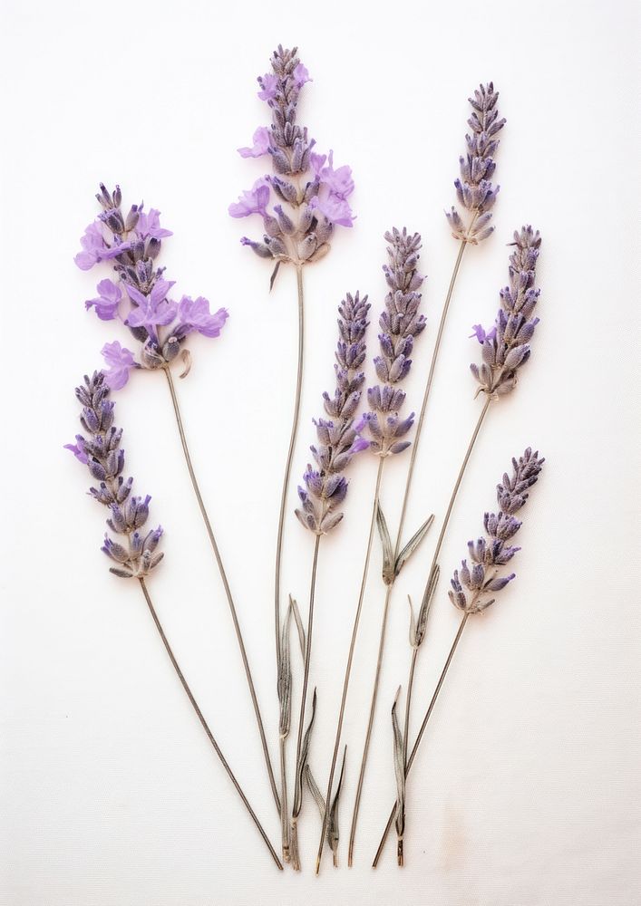 Real Pressed a lavenders flower blossom plant.