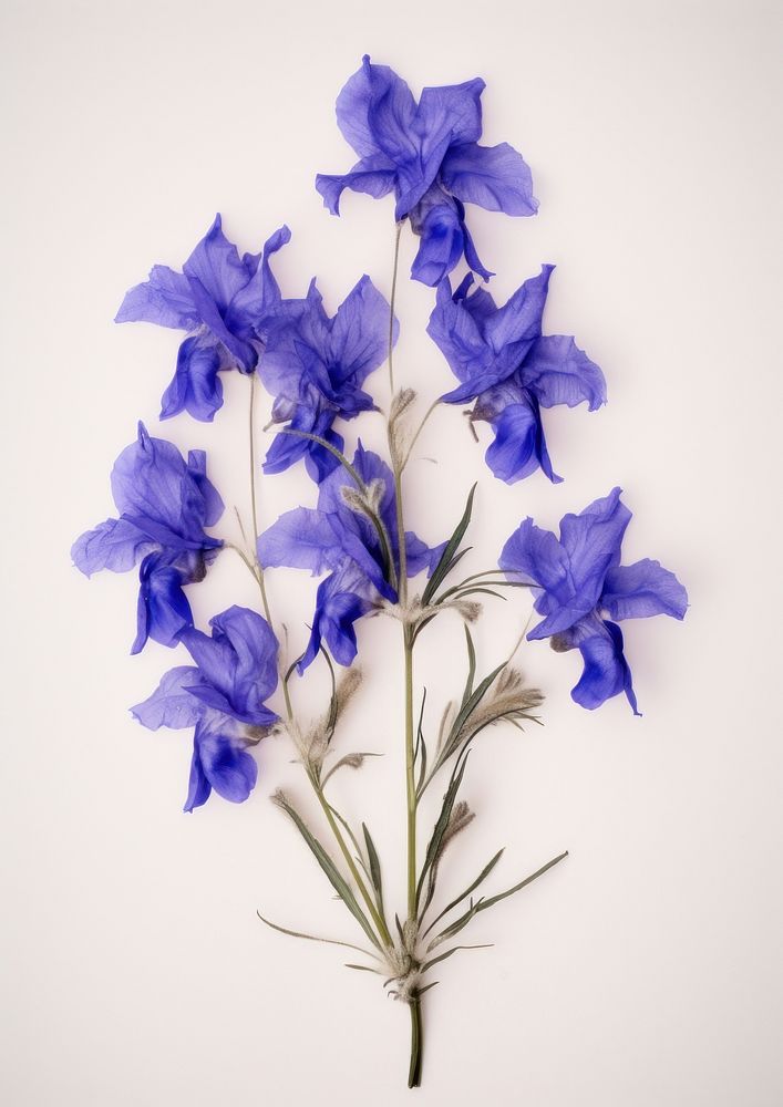 Real Pressed a larkspur flowers gladiolus lavender petal.