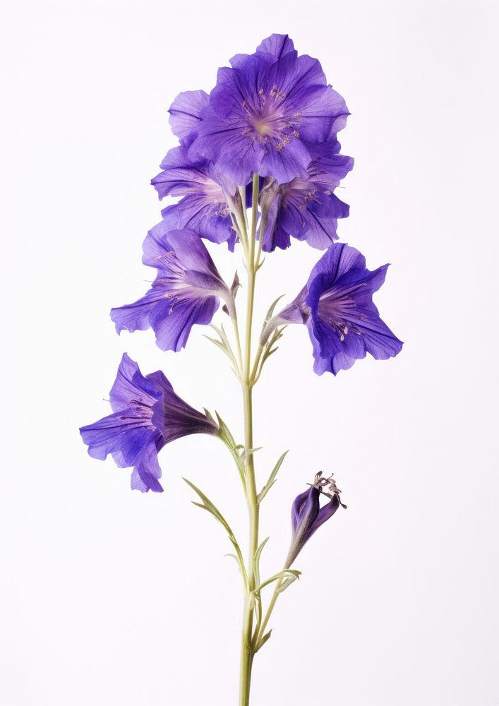 Real Pressed a larkspur flowers gladiolus lavender blossom.