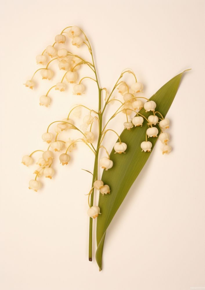 Real Pressed a Lily of the valley flowers plant white freshness.