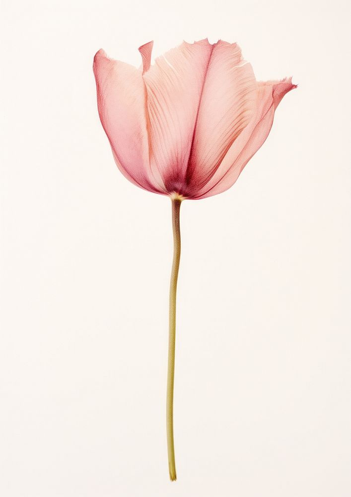 Real Pressed a Tulip flower tulip petal.