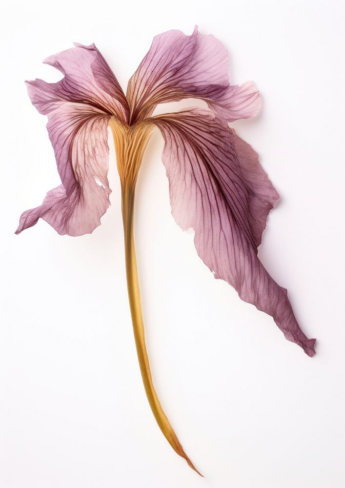 Real Pressed Iris flower petal plant iris.