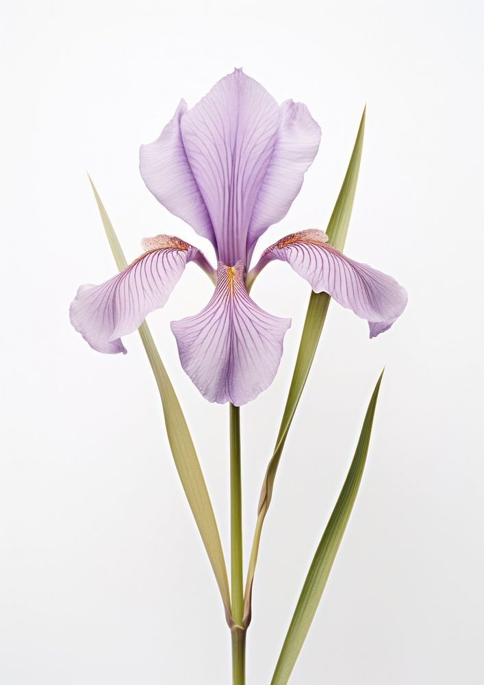 Real Pressed Iris flower iris blossom petal.