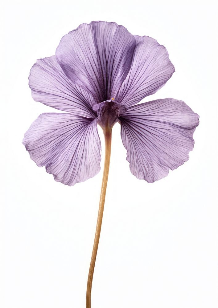 Real Pressed Iris flower blossom purple petal.