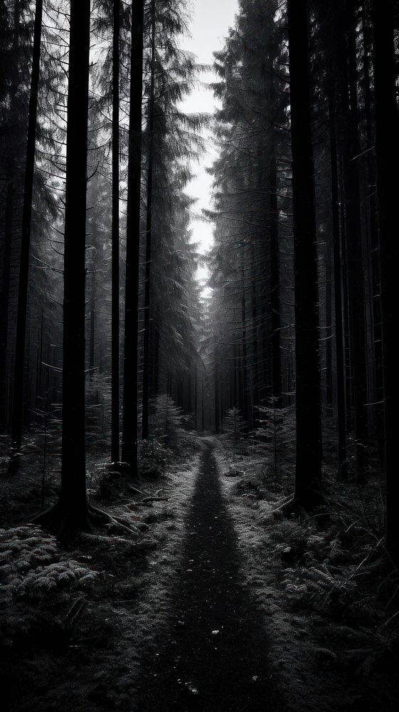 Photography of nature forest monochrome outdoors woodland.