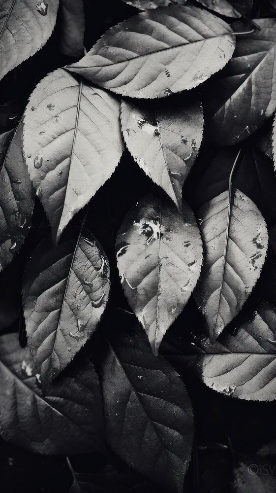 Photography of autumn leaves monochrome plant black.
