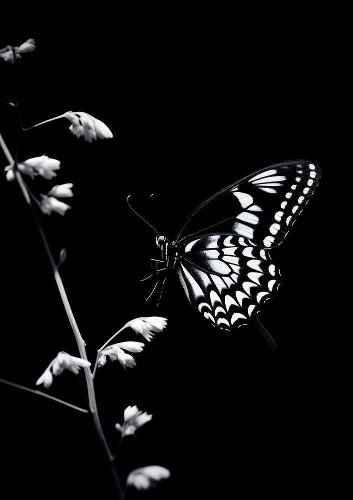 Photography of butterflies under the moon light butterfly animal insect.