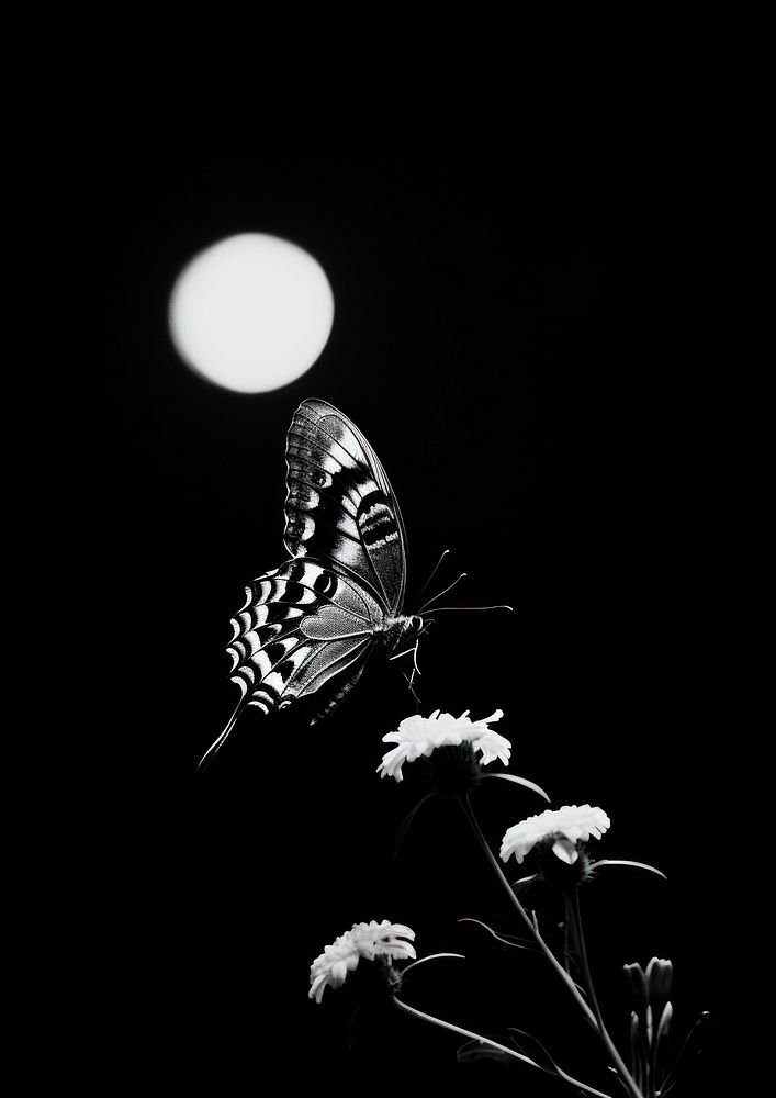 Photography of butterflies under the moon light outdoors nature night.