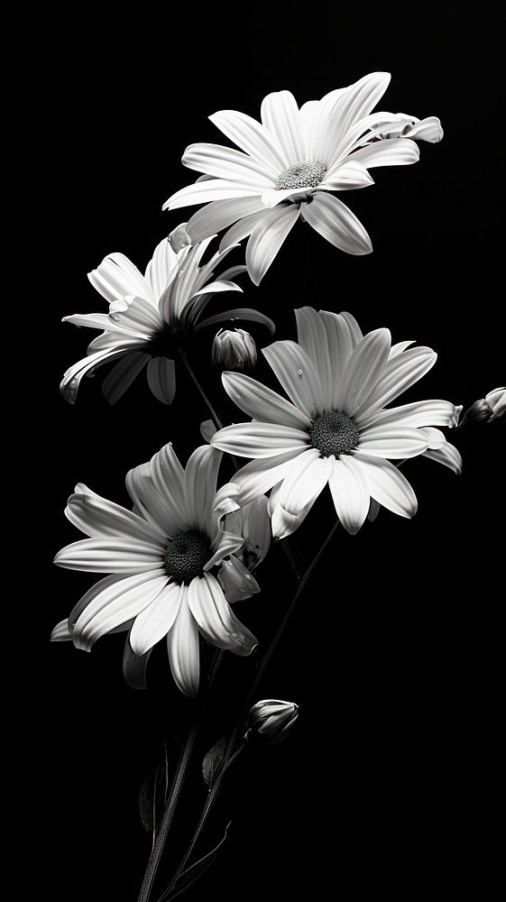 Photography of bouquet monochrome flower petal.