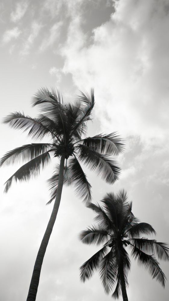 Photography of coconut trees with sky monochrome outdoors nature.