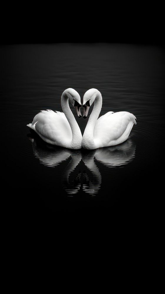 Photography of couple swan heart shape monochrome nature white.