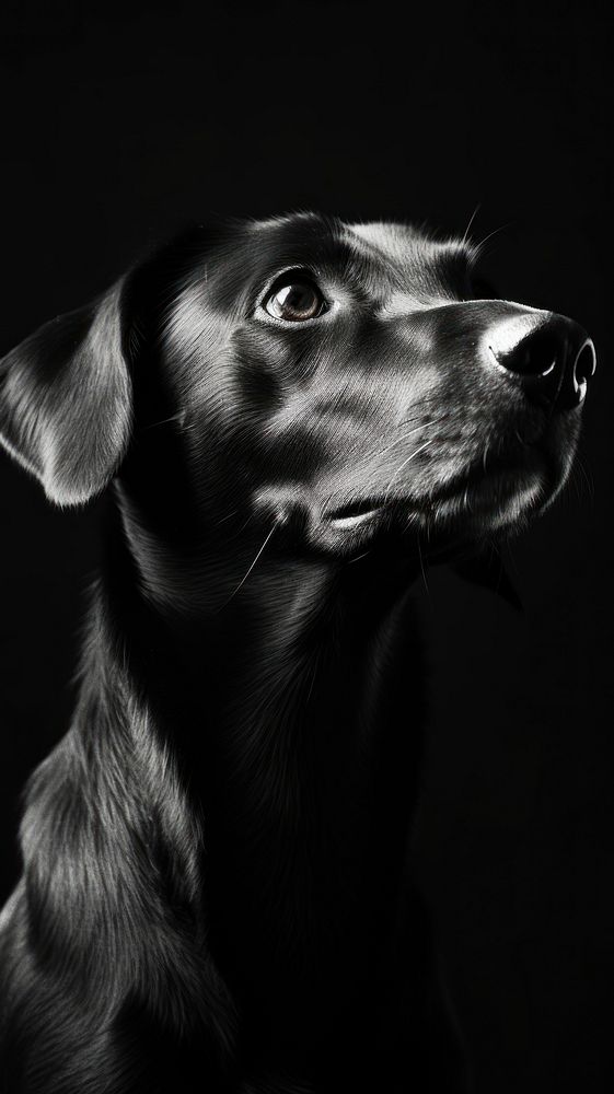 Photography of dachshund black photography monochrome.