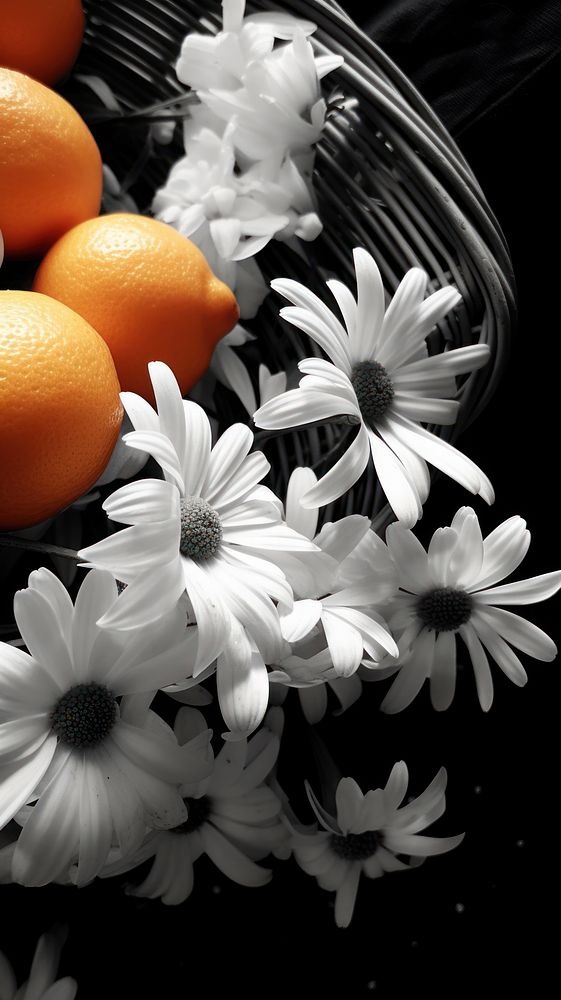 Photography of daisies basket flower monochrome orange.