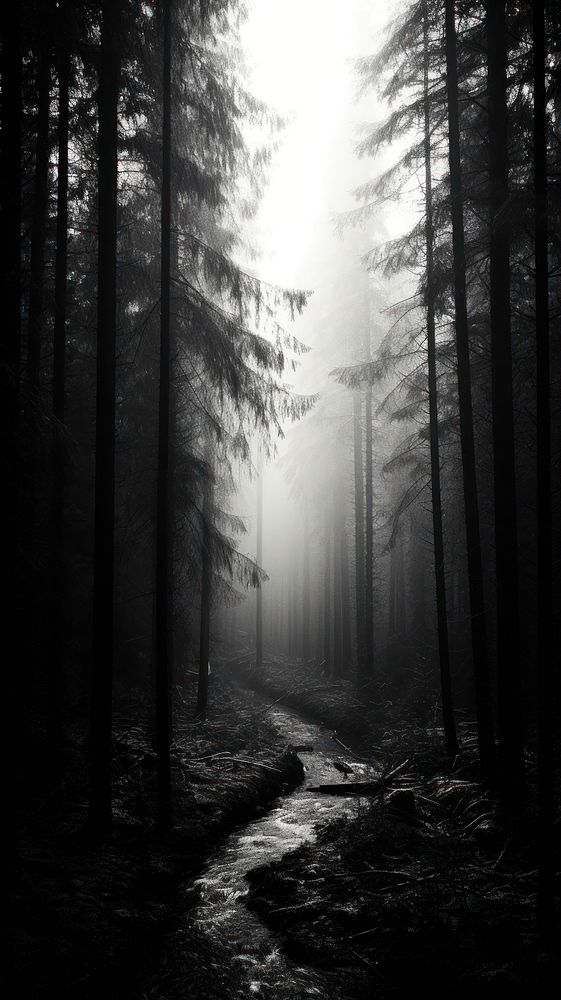 Photography of deep forest monochrome outdoors woodland.
