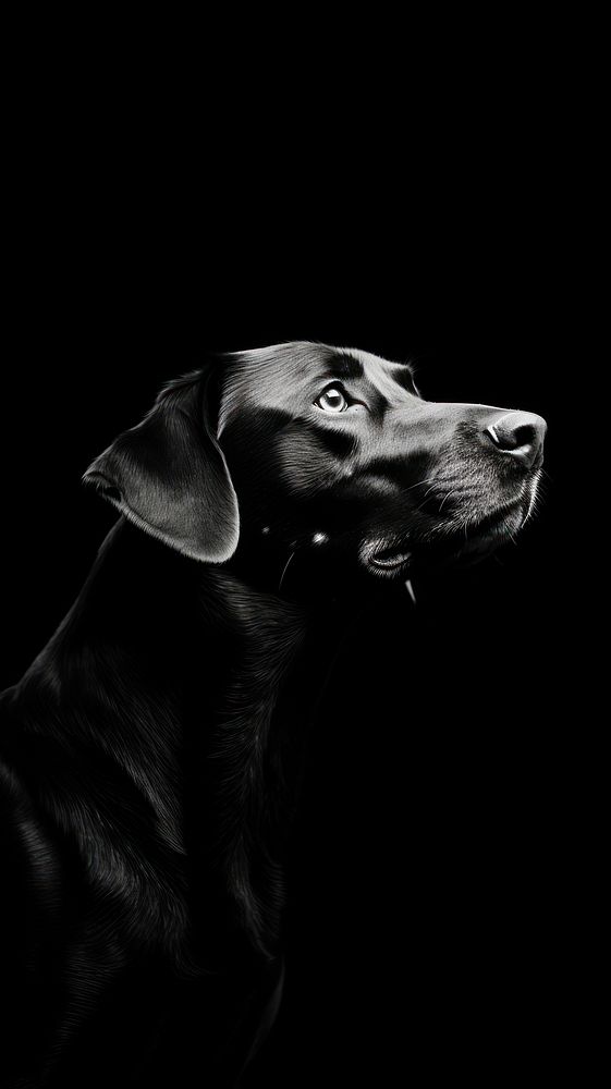Photography of dog black monochrome animal.