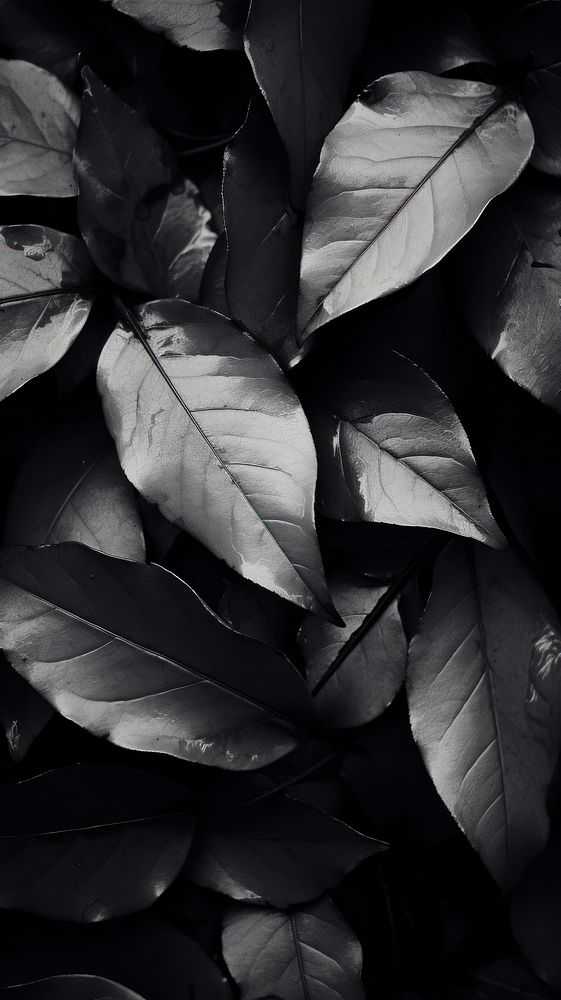 Photography of dries leaves aumtumn black monochrome white.