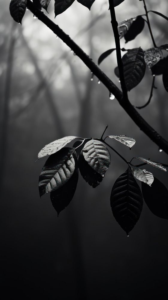 Photography of dries leaves aumtumn monochrome outdoors nature.