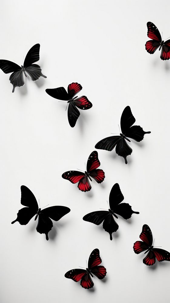 Photography of flying butterflies butterfly animal insect.