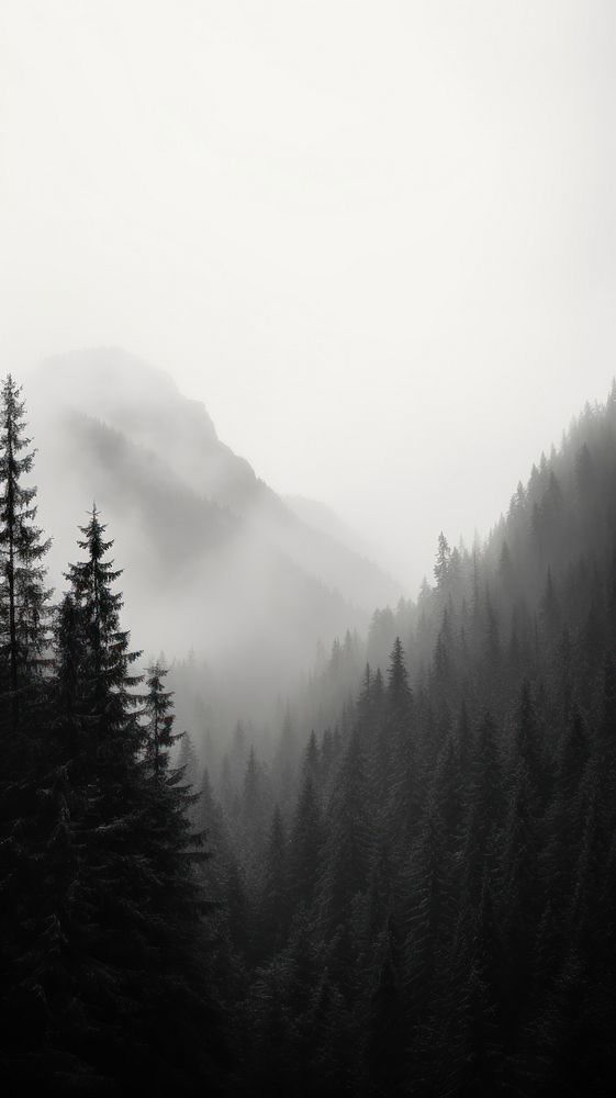 Photography of forest with mountain monochrome outdoors nature.