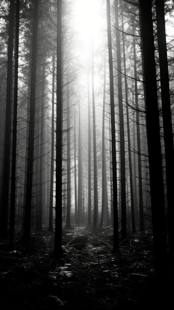 Photography of forest monochrome sunlight outdoors.