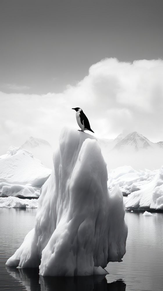 Iceberg penguin monochrome mountain.