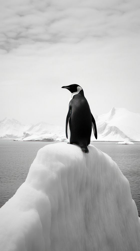 Penguin ice monochrome outdoors.