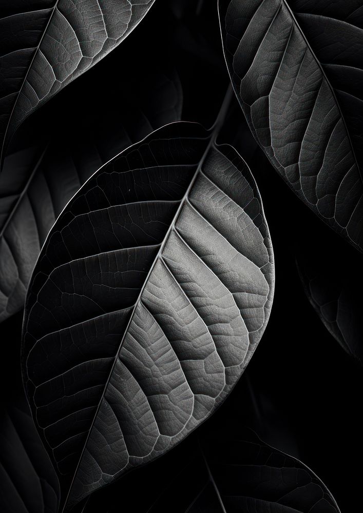 Photography of leaf black plant backgrounds.