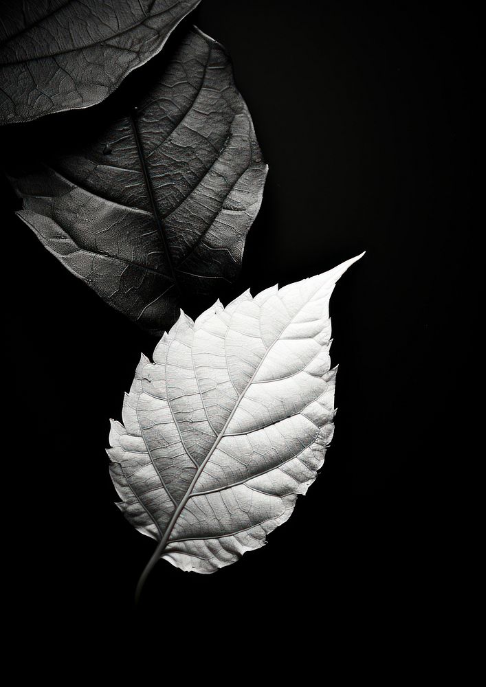 Photography of leaf plant black white.