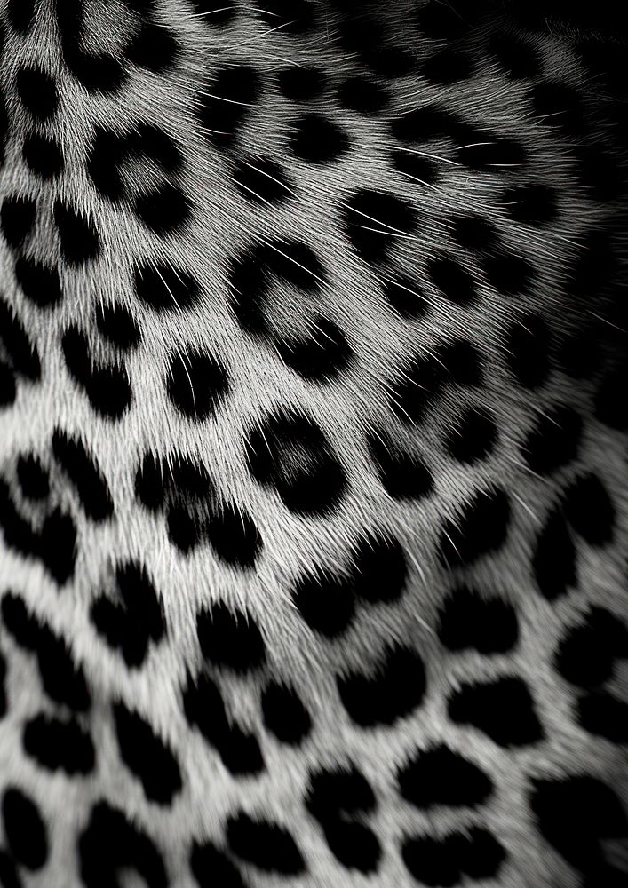 Photography of leopard print pattern black white backgrounds.