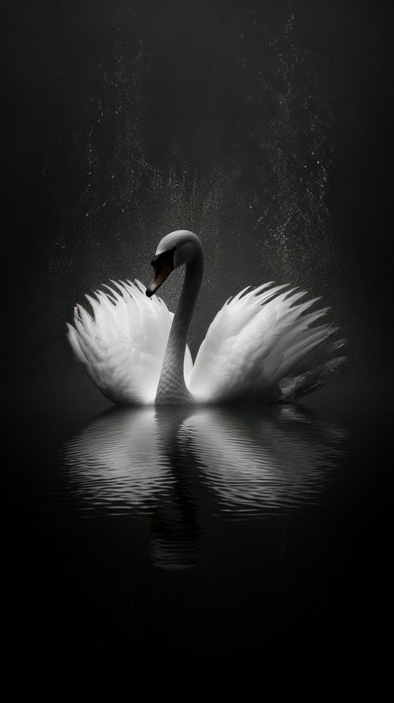 Photography of swan heart monochrome animal motion.