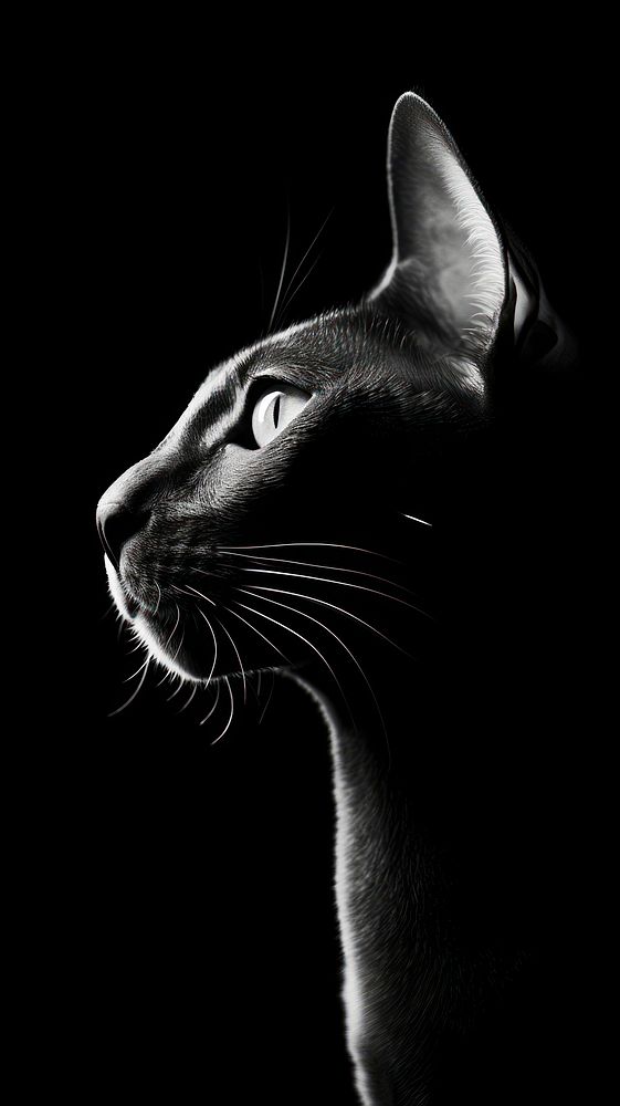 Photography of sphynx cat monochrome animal mammal.
