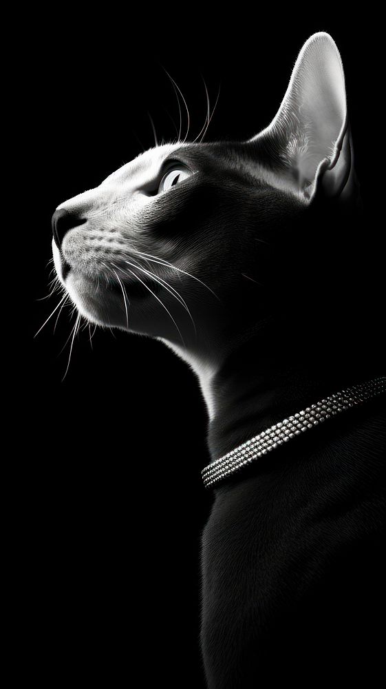 Photography of sphynx cat monochrome animal mammal.
