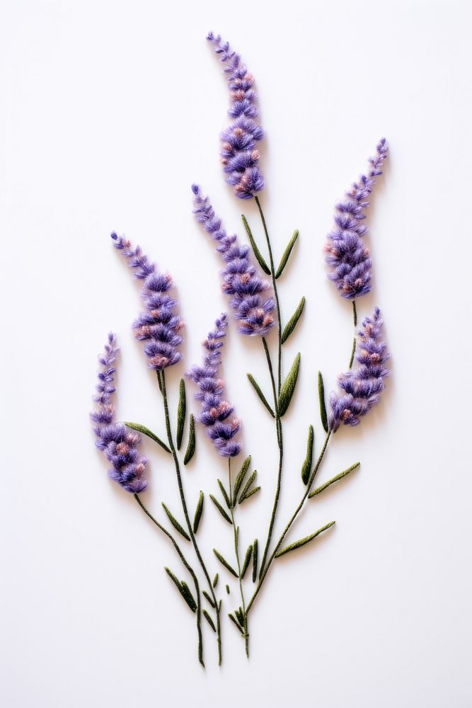 Lavender in embroidery style blossom flower plant.