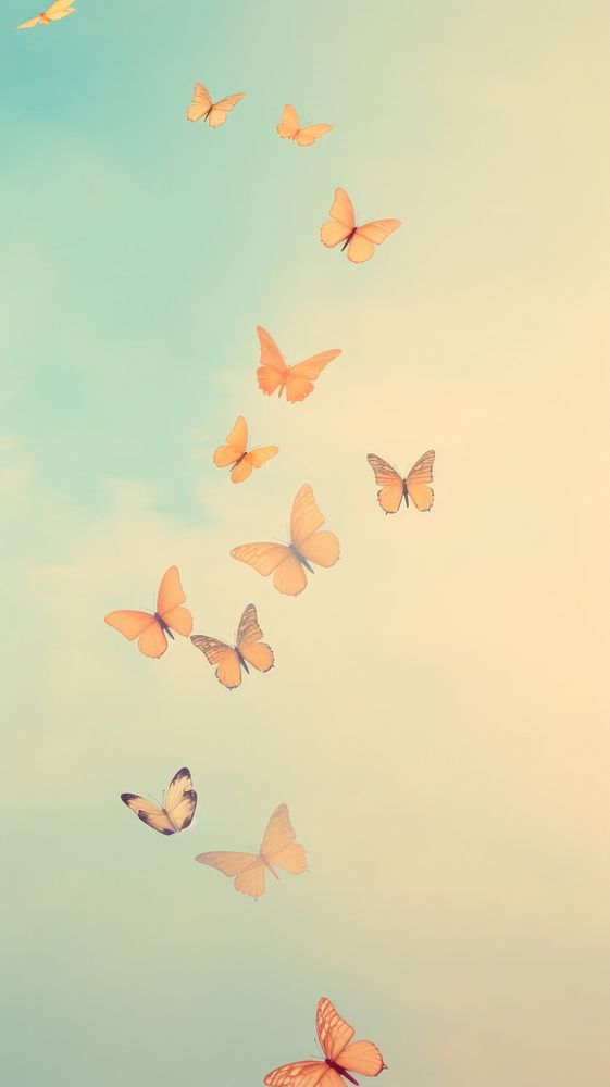 Butterflies sky butterfly outdoors.