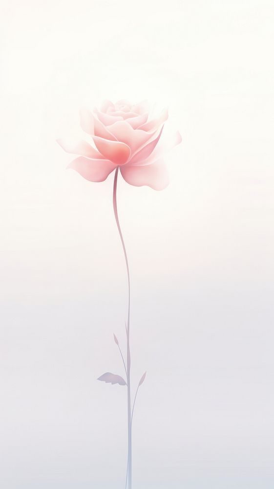  Beautiful flower petal plant rose. 
