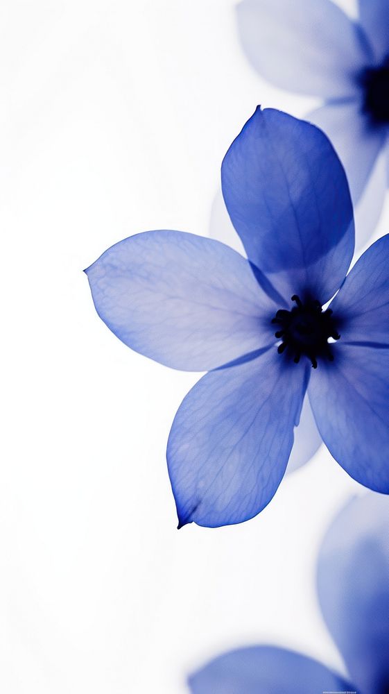 Beautiful flower blossom nature petal. AI generated Image by rawpixel.