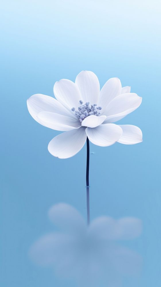  Beautiful flower wallpaper blossom nature petal. AI generated Image by rawpixel.